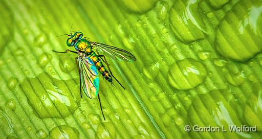Tiny Iridescent Fly On A Wet Leaf_P1150392-6.jpg - Photographed at Smiths Falls, Ontario, Canada.